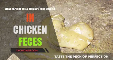 Chicken Feces: A Deadly Animal Hazard