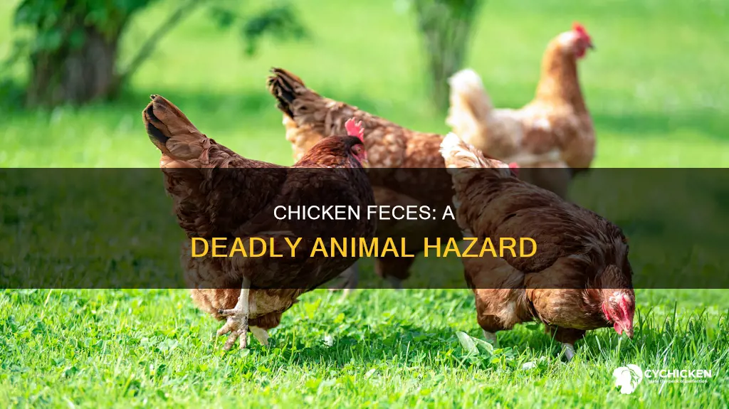 what happens to an animal