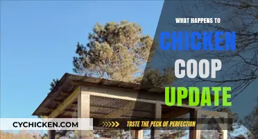 Feathered Friends' Abode: The Latest Scoop on Chicken Coop Updates