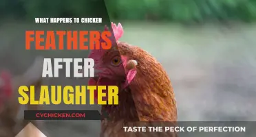 From Farm to Feather: The Surprising Journey After Slaughter