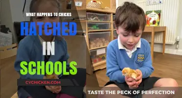 Chicks in Classrooms: Life After School Hatching Projects Explained