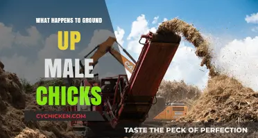 The Fate of Ground Male Chicks: Ethical Concerns and Solutions