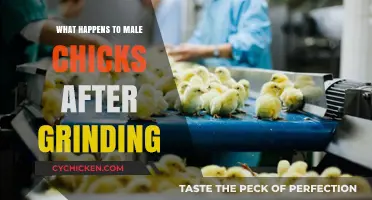 The Fate of Male Chicks: Grinding's Harsh Reality in Hatcheries