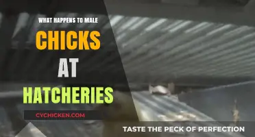 The Hidden Fate of Male Chicks in Hatcheries