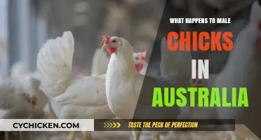 Australia's Male Chick Fate: Ethical Concerns and Industry Practices