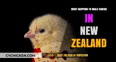 Male Chicks' Fate in New Zealand's Egg Industry Explained