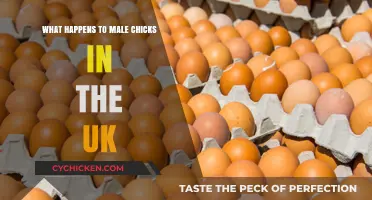The Fate of Male Chicks in UK's Egg Industry: Uncovered