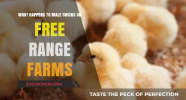 Free-Range Farming: The Fate of Male Chicks