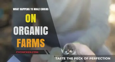 Male Chicks on Organic Farms: Fate and Ethical Considerations