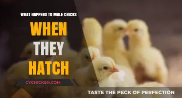 The Fate of Male Chicks: Uncovering the Harsh Reality Post-Hatching