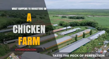 The Fate of Roosters: Inside the Reality of Chicken Farms