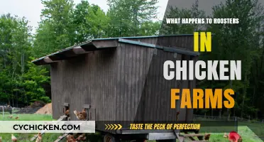 The Fate of Roosters: Uncovering Chicken Farm Practices