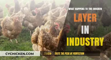 The Harsh Reality of Chicken Layer Farming in the Industry