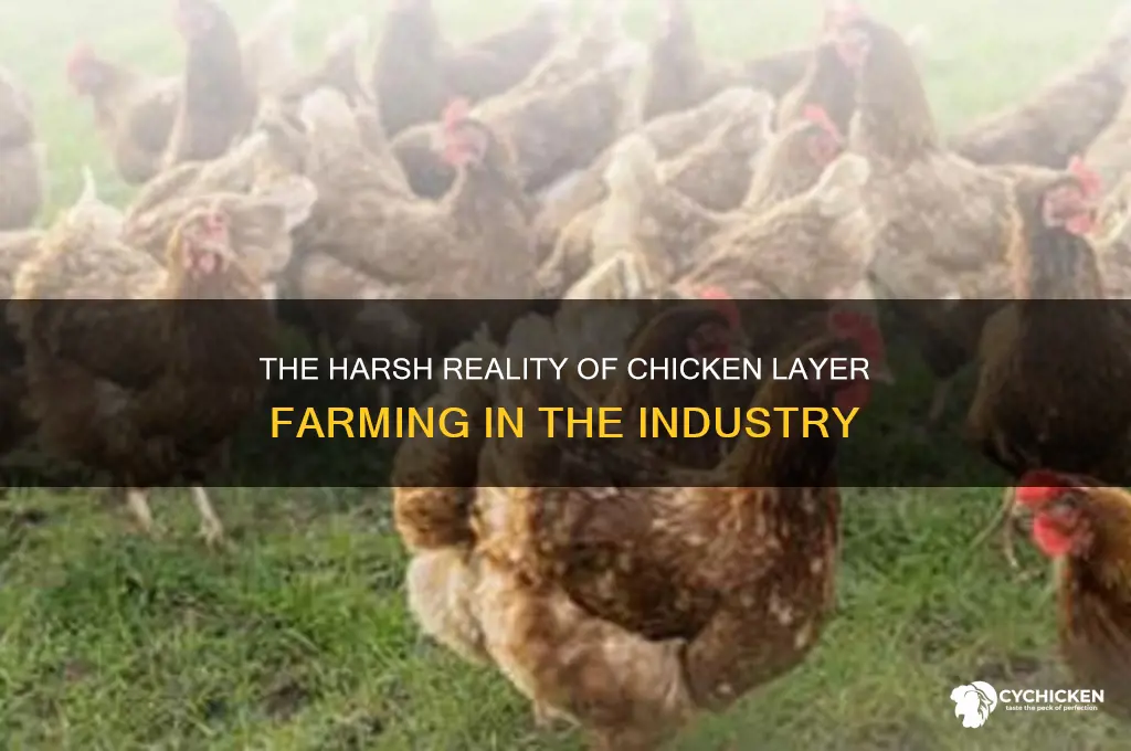 what happens to the chicken layer in industry