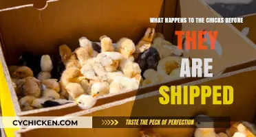 The Dark Truth: Chicks' Lives Before Shipping