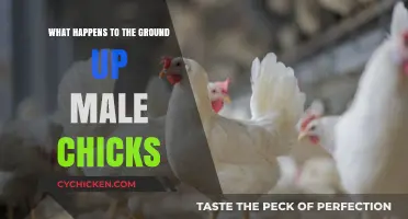 The Fate of Ground Male Chicks: An Ethical and Environmental Dilemma