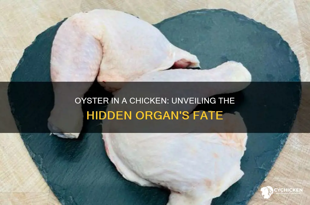 what happens to the oyster in a chicken