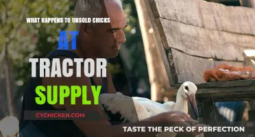 Unsold Chicks at Tractor Supply: Fate and Ethical Concerns