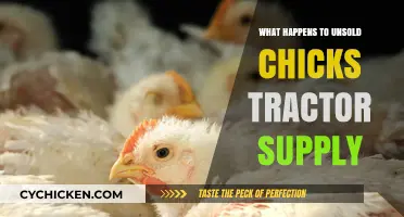 Unsold Chicks at Tractor Supply: Fate and Ethical Considerations