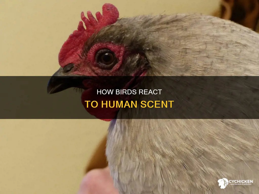 what happens when a bird smells human on its chicks