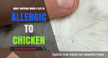 How to Feed Cats Allergic to Chicken