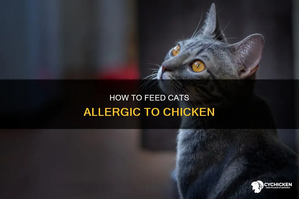 what happens when a cat is allergic to chicken