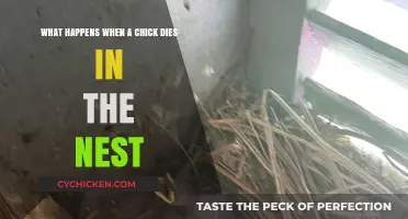 The Mystery of a Chick's Death in the Nest