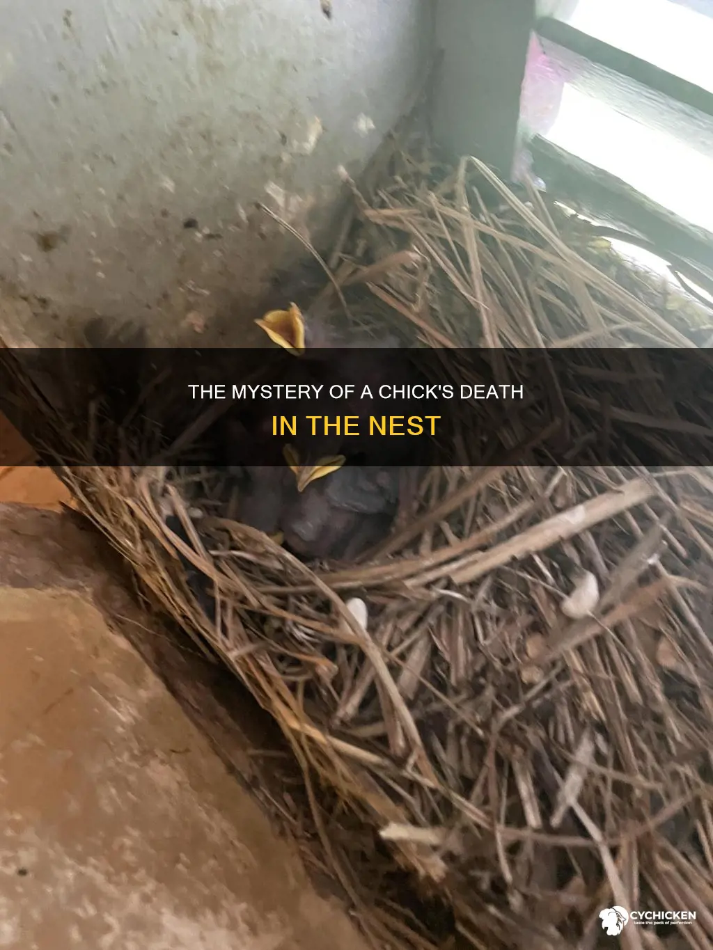 what happens when a chick dies in the nest