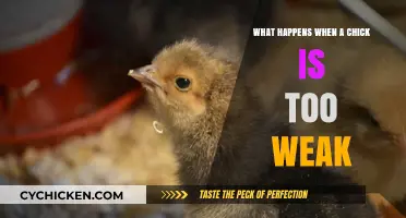 Weak Chicks: Causes, Consequences, and Caring for Fragile Hatchlings