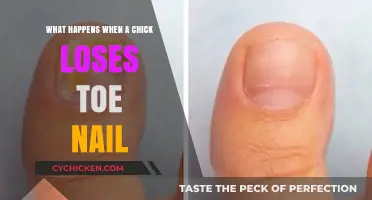 Chick Toenail Loss: Causes, Impact, and Care Tips Explained