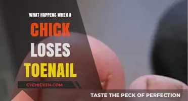 Chick Toenail Loss: Causes, Effects, and Recovery Explained