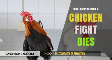 The Aftermath of a Chicken Fight: Understanding the Consequences of Death