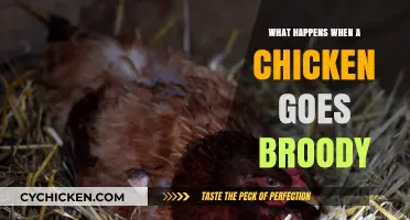 Understanding Broodiness: What Happens When a Chicken Goes Broody