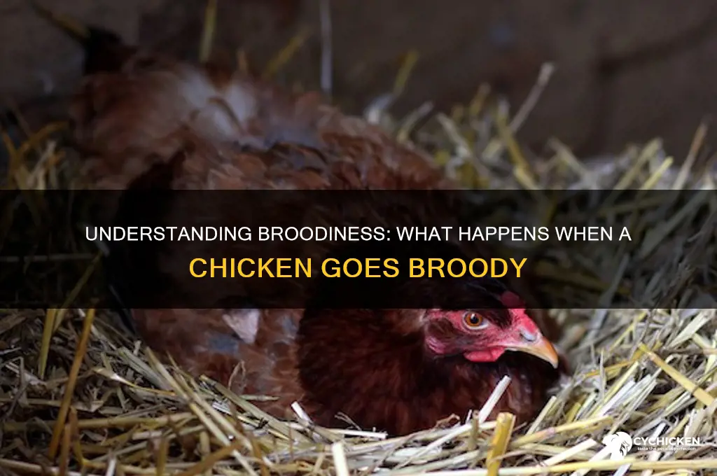 what happens when a chicken goes broody