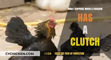 Understanding Clutch Dynamics: What Happens When a Chicken Has a Clutch