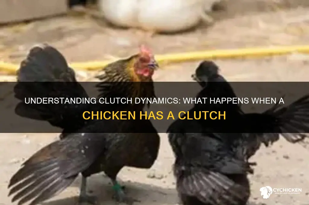what happens when a chicken has a clutch