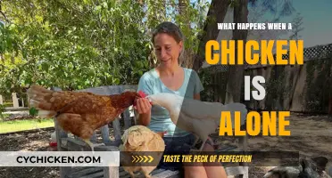 Solitary Chickens: Understanding the Effects of Isolation on Poultry Behavior