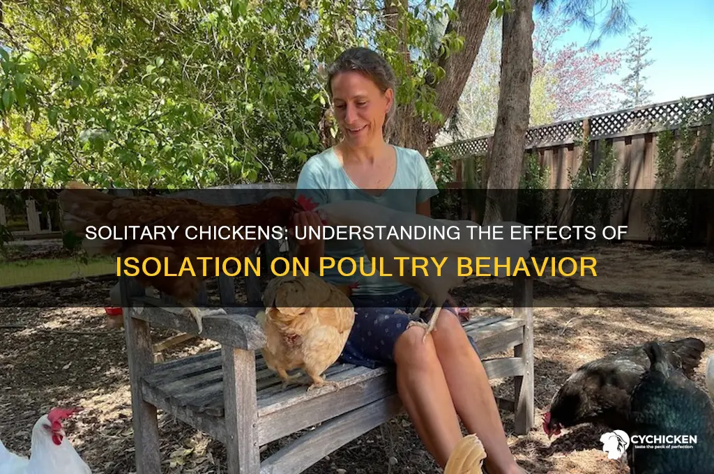 what happens when a chicken is alone