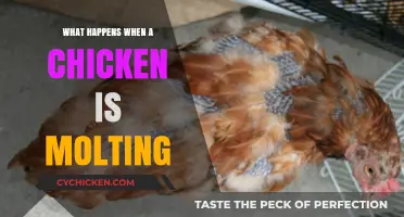 Understanding Molting: What Happens When Chickens Shed Their Feathers