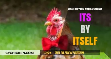 Solitary Chickens: Challenges and Survival Strategies When Left Alone