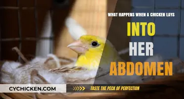 Why Do Chickens Lay Eggs in Their Abdomen?