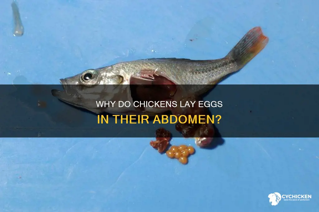 what happens when a chicken lays into her abdomen