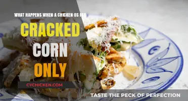 Feeding Chickens Cracked Corn: What You Need to Know