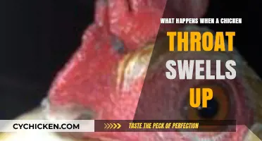 Swollen Chicken Throat: Causes, Symptoms, and Treatment Explained