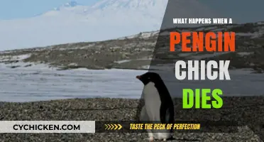 The Heartbreaking Fate of Penguin Chicks: Death and Survival