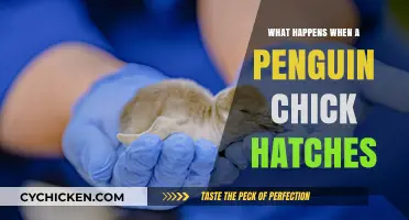 Penguin Chick Hatching: The First Moments of Life in the Cold