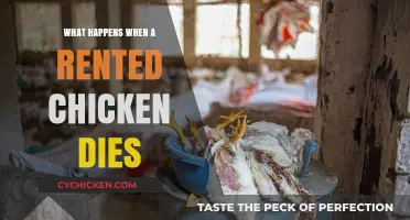 Rented Chicken Dies: Liability, Compensation, and Ethical Concerns Explained