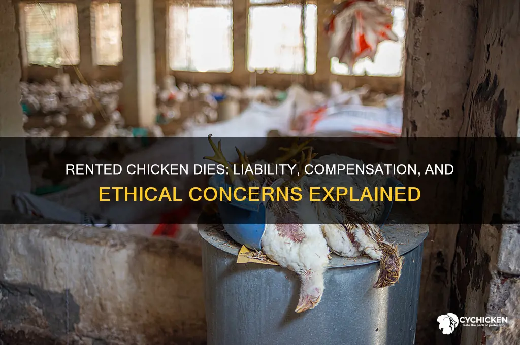 what happens when a rented chicken dies