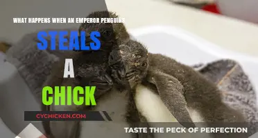 Emperor Penguin's Dark Secret: Stealing Chicks