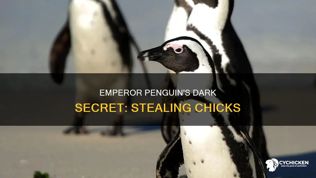 what happens when an emperor penguins steals a chick